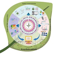 陜西省西安植物園研究團隊發(fā)表空間多組學(xué)推動(dòng)藥用植物次生代謝研究綜述